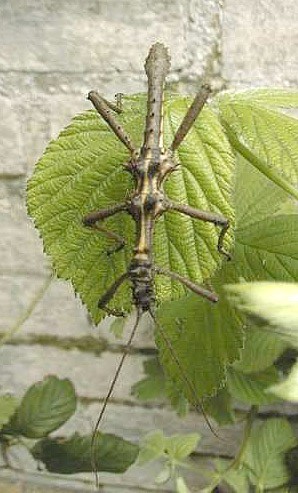 PSG 118 Aretaon asperrimus ad male2